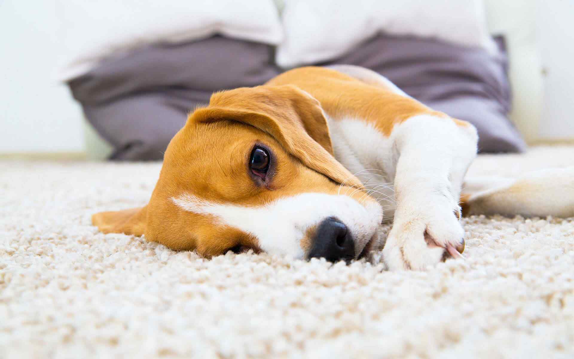 Benefits of Professionally-Cleaned A/C